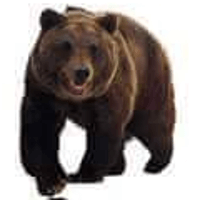animal-attack-bear