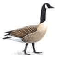 animal-attack-geese