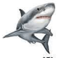 animal-attack-shark