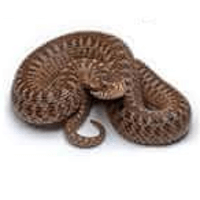 animal-attack-snake