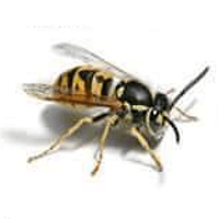 animal-attack-wasp