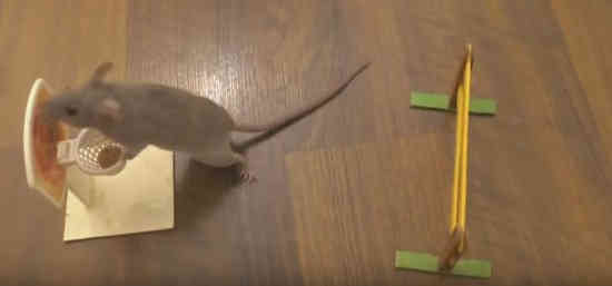 smart-mouse